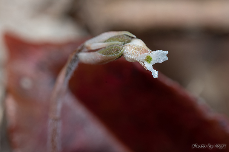 アカバシュスラン(タネガシマカイロラン，リュウキュウカイロラン) Cheirostylis liukiuensis