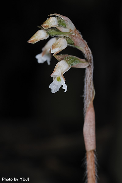 アカバシュスラン(タネガシマカイロラン，リュウキュウカイロラン) Cheirostylis liukiuensis