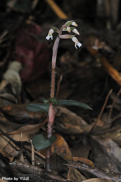 アカバシュスラン(タネガシマカイロラン，リュウキュウカイロラン) Cheirostylis liukiuensis