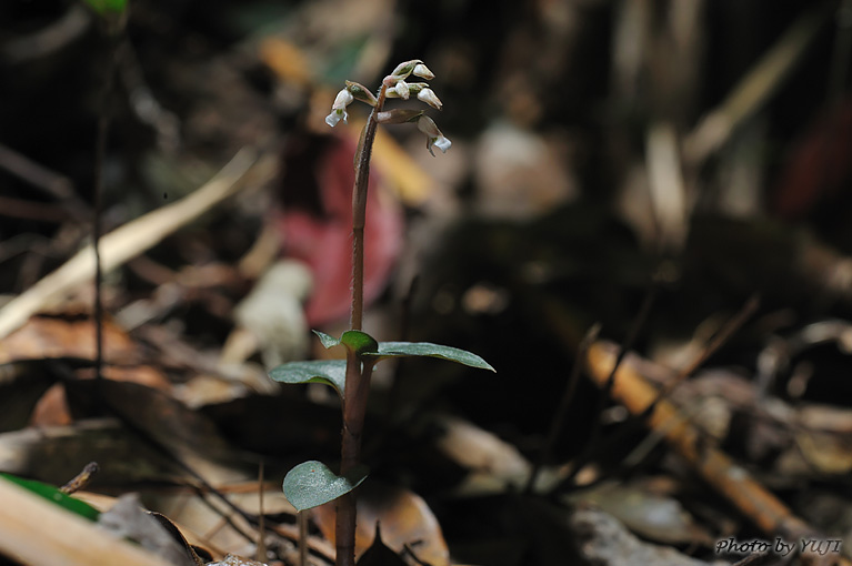 アカバシュスラン(タネガシマカイロラン，リュウキュウカイロラン) Cheirostylis liukiuensis