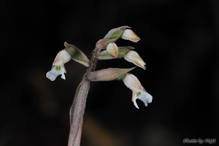 アカバシュスラン(タネガシマカイロラン，リュウキュウカイロラン) Cheirostylis liukiuensis