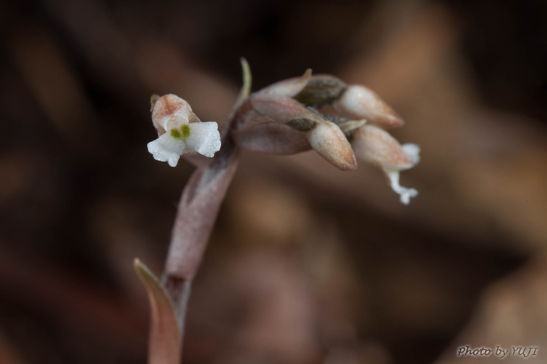 アカバシュスラン(タネガシマカイロラン，リュウキュウカイロラン) Cheirostylis liukiuensis