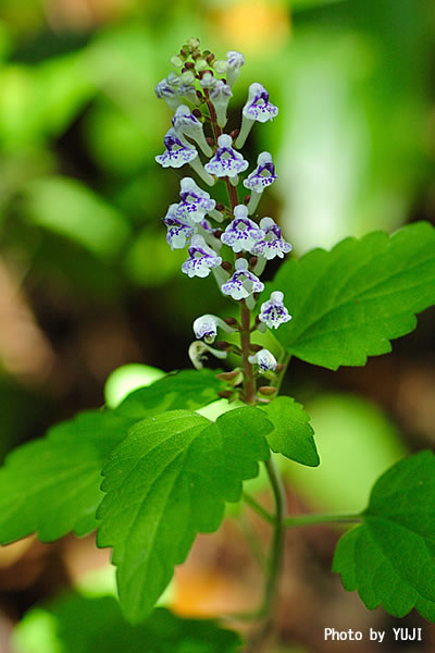 アカボシタツナミソウ Scutellaria rubropunctata