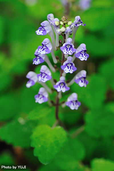 アカボシタツナミソウ Scutellaria rubropunctata