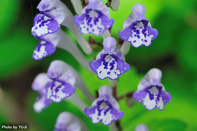 アカボシタツナミソウ Scutellaria rubropunctata