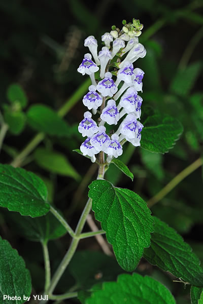 アカボシタツナミソウ Scutellaria rubropunctata