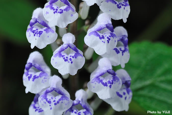 アカボシタツナミソウ Scutellaria rubropunctata