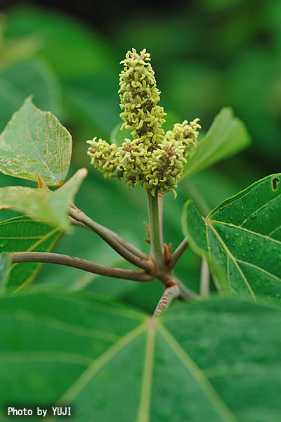 アカメガシワ Mallotus japonicus