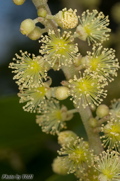 アカメガシワ Mallotus japonicus