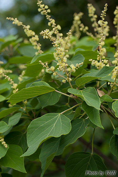 アカメガシワ Mallotus japonicus