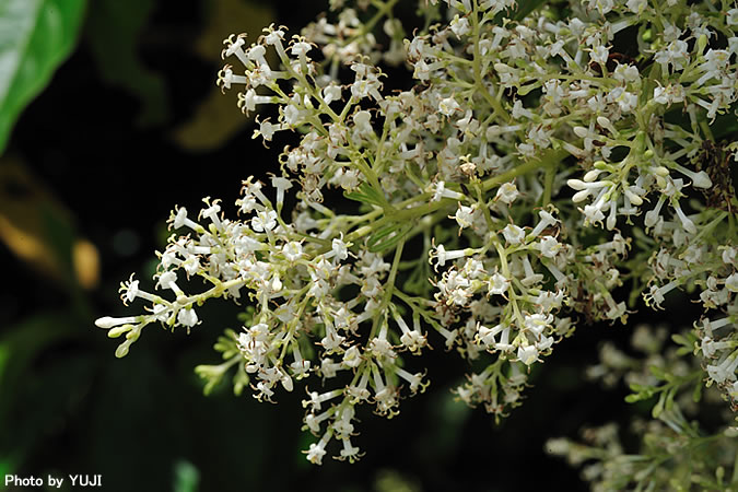 アカミズキ Wendlandia formosana