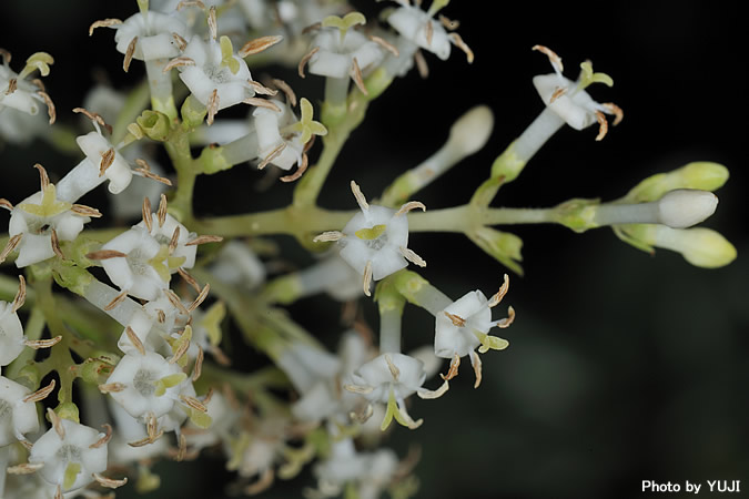 アカミズキ Wendlandia formosana