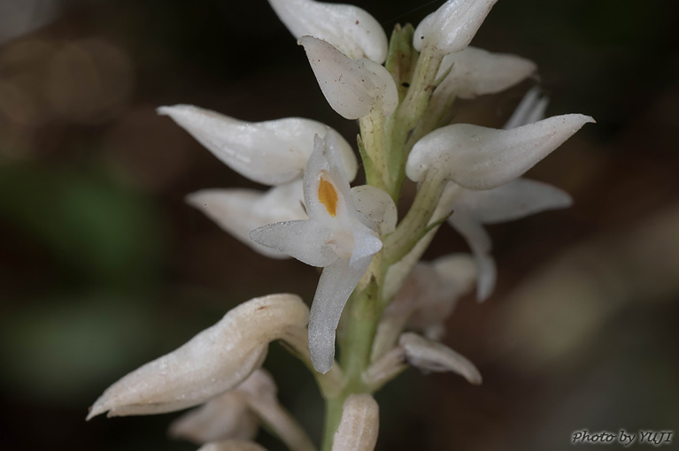 アコウネッタイラン Tropidia angulosa