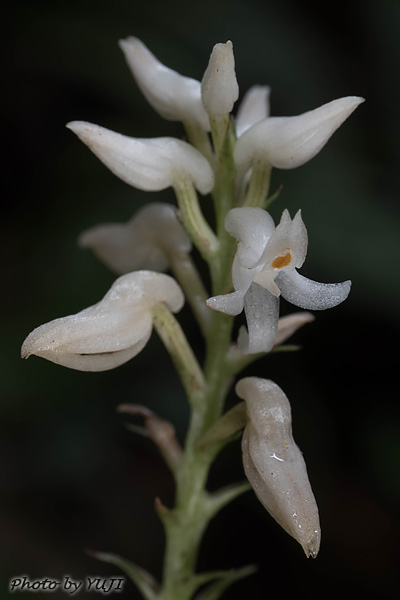 アコウネッタイラン Tropidia angulosa