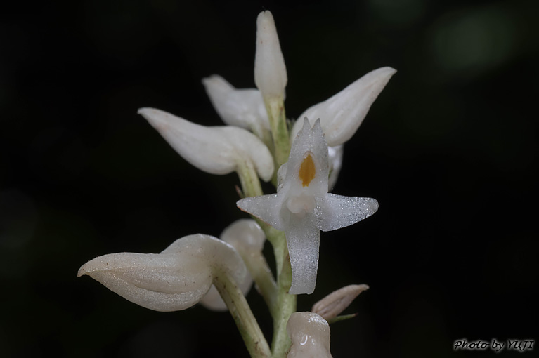 アコウネッタイラン Tropidia angulosa