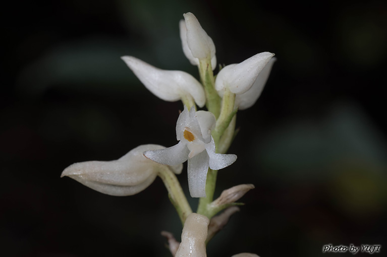 アコウネッタイラン Tropidia angulosa