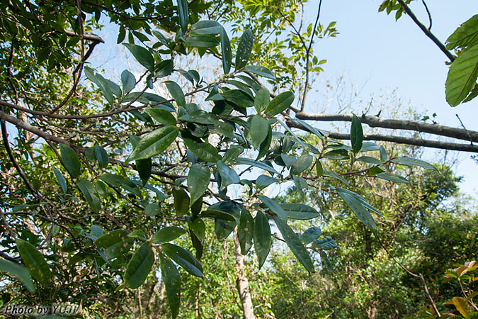 アマミヒサカキ Eurya osimensis
