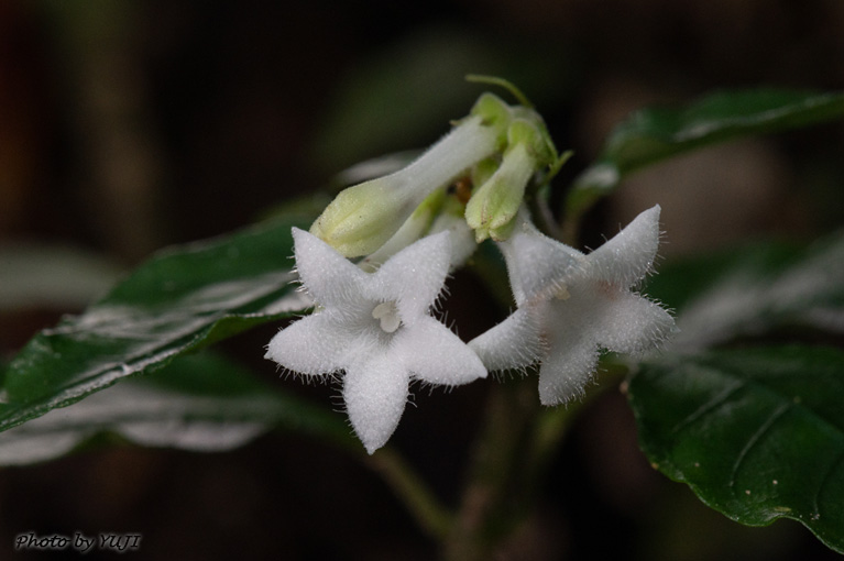 アマミイナモリ Ophiorrhiza amamiana