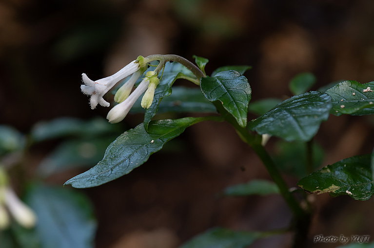 アマミイナモリ Ophiorrhiza amamiana