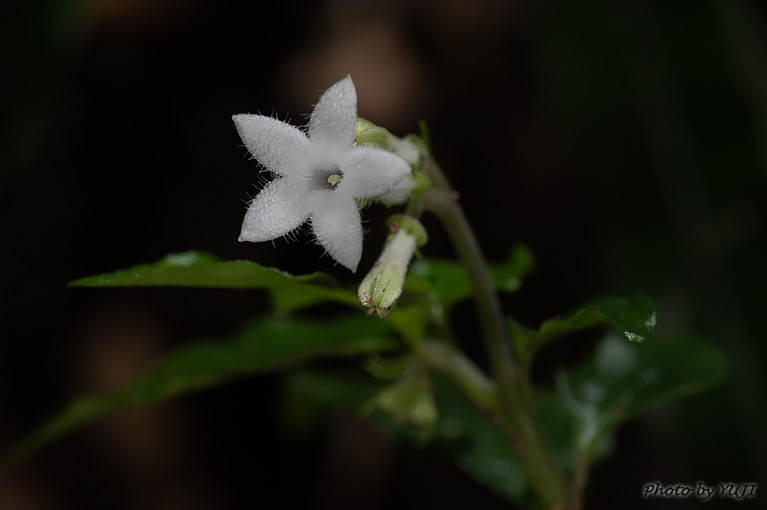 アマミイナモリ Ophiorrhiza amamiana