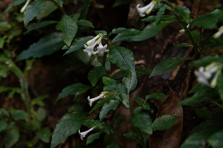 アマミイナモリ Ophiorrhiza amamiana