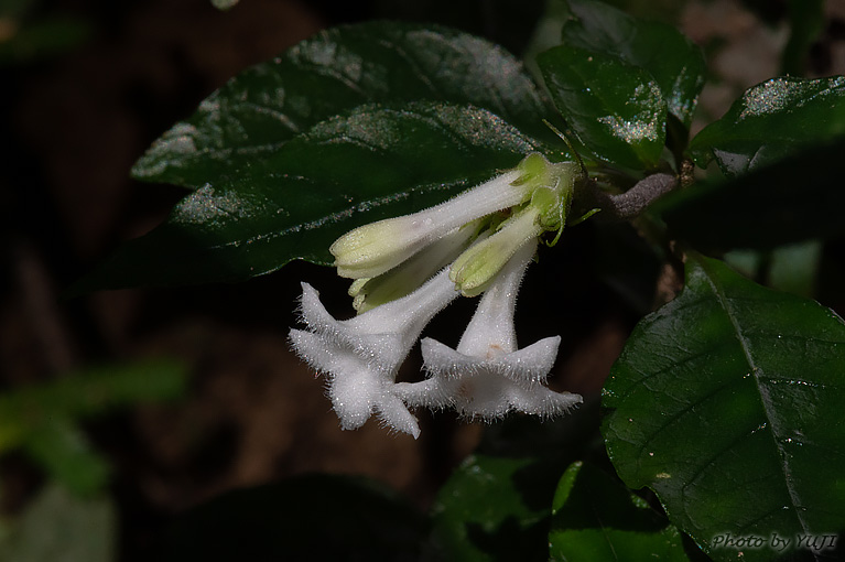 アマミイナモリ Ophiorrhiza amamiana