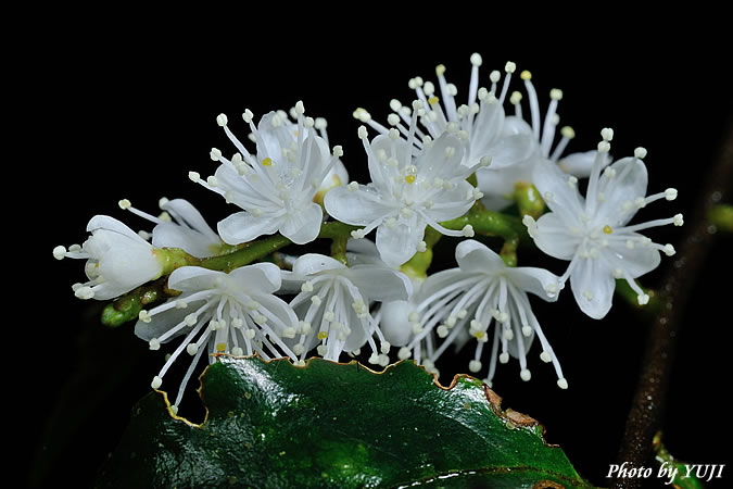 アマシバ Symplocos formosana