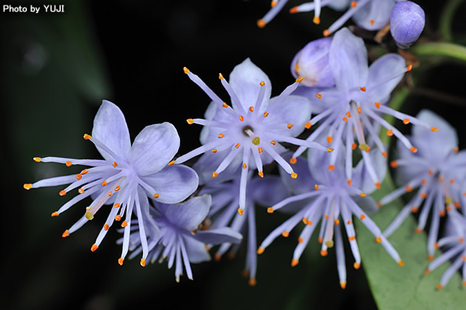 アオバナハイノキ Symplocos caudata