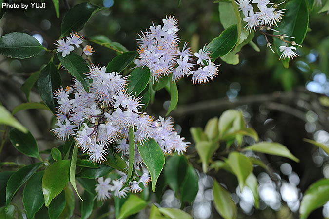 アオバナハイノキ Symplocos caudata