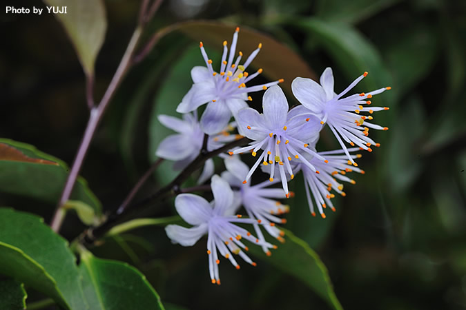 アオバナハイノキ Symplocos caudata