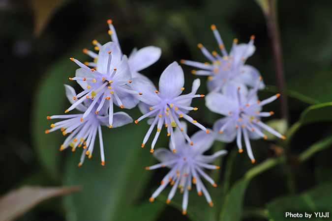 アオバナハイノキ Symplocos caudata