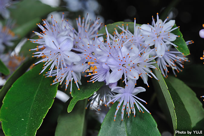 アオバナハイノキ Symplocos caudata 沖縄の維管束植物 花の図鑑