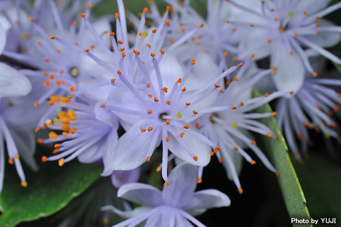 アオバナハイノキ Symplocos caudata