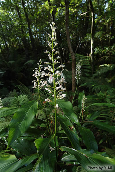 アオノクマタケラン Alpinia intermedia