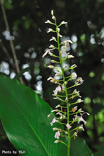 アオノクマタケラン Alpinia intermedia