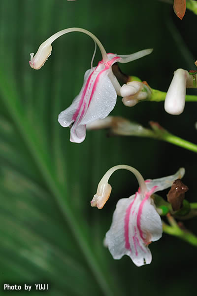 アオノクマタケラン Alpinia intermedia