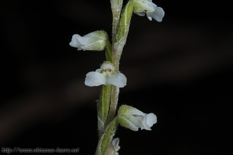 アオジクキヌラン Zeuxine affinis