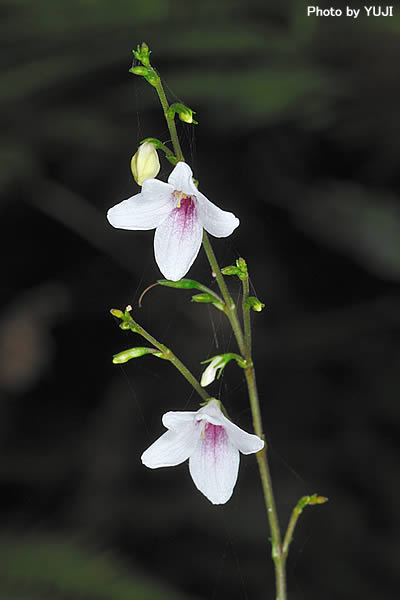 アリモリソウ Codonacanthus pauciflorus