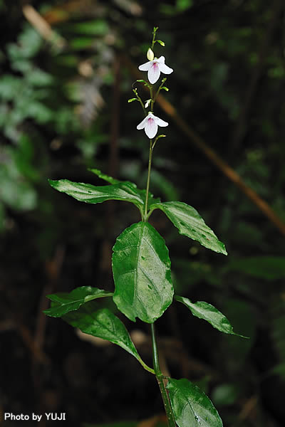 アリモリソウ Codonacanthus pauciflorus