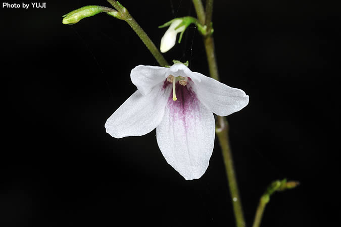 アリモリソウ Codonacanthus pauciflorus