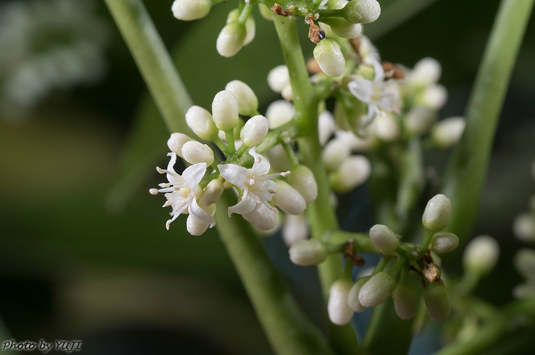 アワダン Melicope triphylla