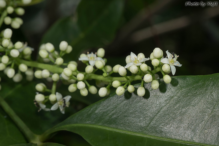 アワダン Melicope triphylla