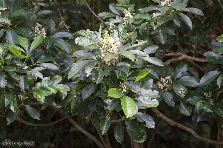 アワダン Melicope triphylla