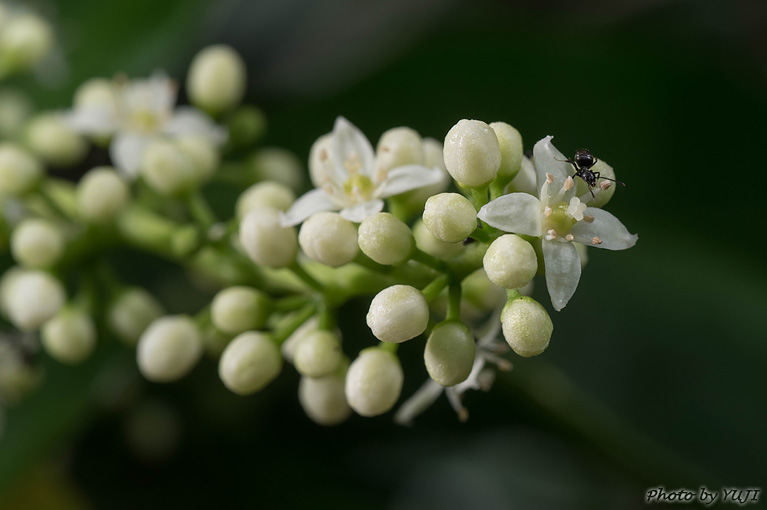 アワダン Melicope triphylla