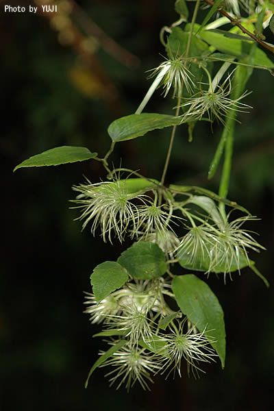 ビロードボタンヅル Clematis leschenaultiana