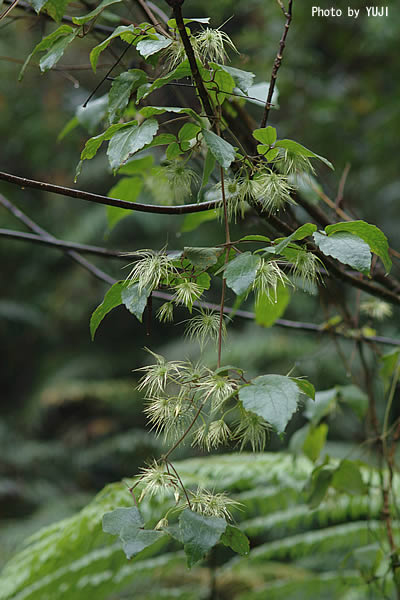 ビロードボタンヅル Clematis leschenaultiana