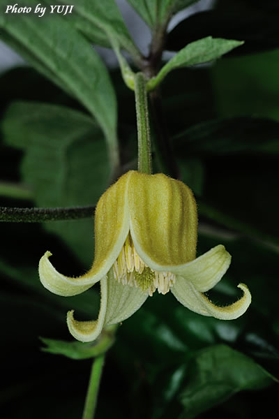 ビロードボタンヅル Clematis leschenaultiana