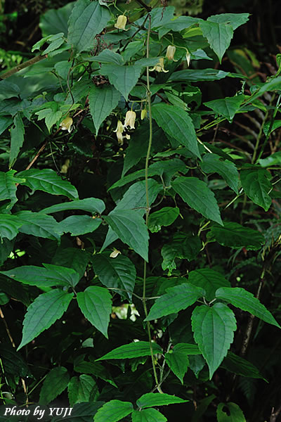 ビロードボタンヅル Clematis leschenaultiana