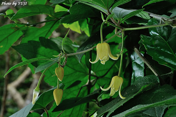 ビロードボタンヅル Clematis leschenaultiana