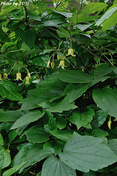 ビロードボタンヅル Clematis leschenaultiana